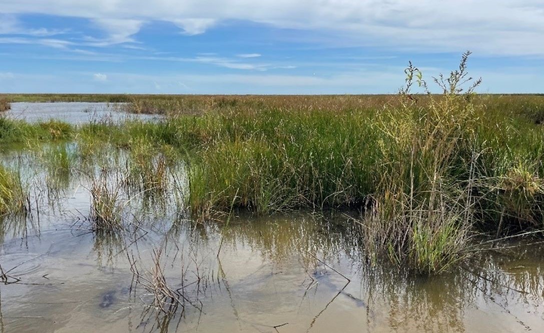 Flooded marsh in Louisiana’s Cameron Prairie National Wildlife Refuge. Photo taken October 2021 by Coastal Protection and Restoration Authority.