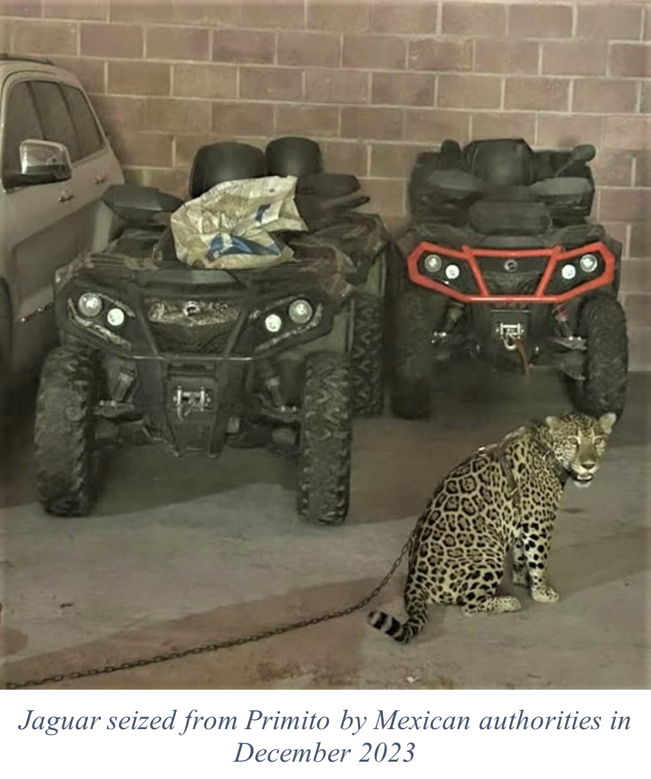 Jaguar seized from Primito by Mexican authorities in December 2023