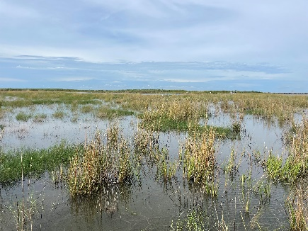 flooded marsh in Cameron Prairie National Wildlife Refuge 