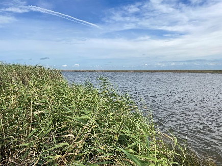 flooded marsh in Cameron Prairie National Wildlife Refuge 