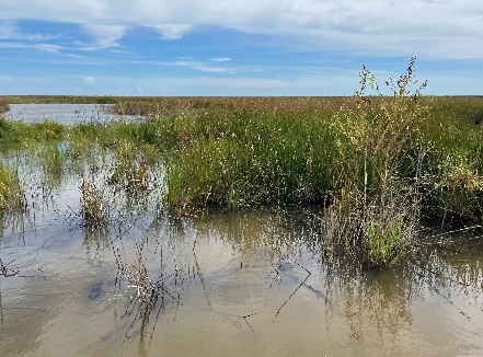 flooded marsh in Cameron Prairie National Wildlife Refuge 