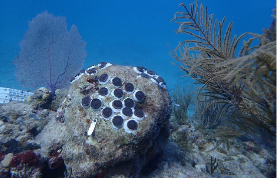 Outplanted corals