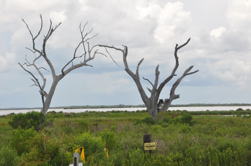 Saltwater intrusion tree destruction Pointe-aux-Chenes